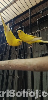 Running Pair Budzigar